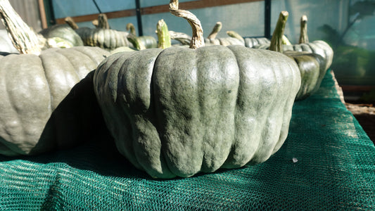 Pumpkin, Queensland Blue - LifeForce Seeds