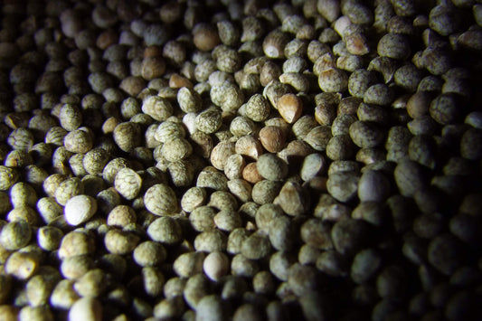 Perilla/Shiso, 'Korean Green' - LifeForce Seeds