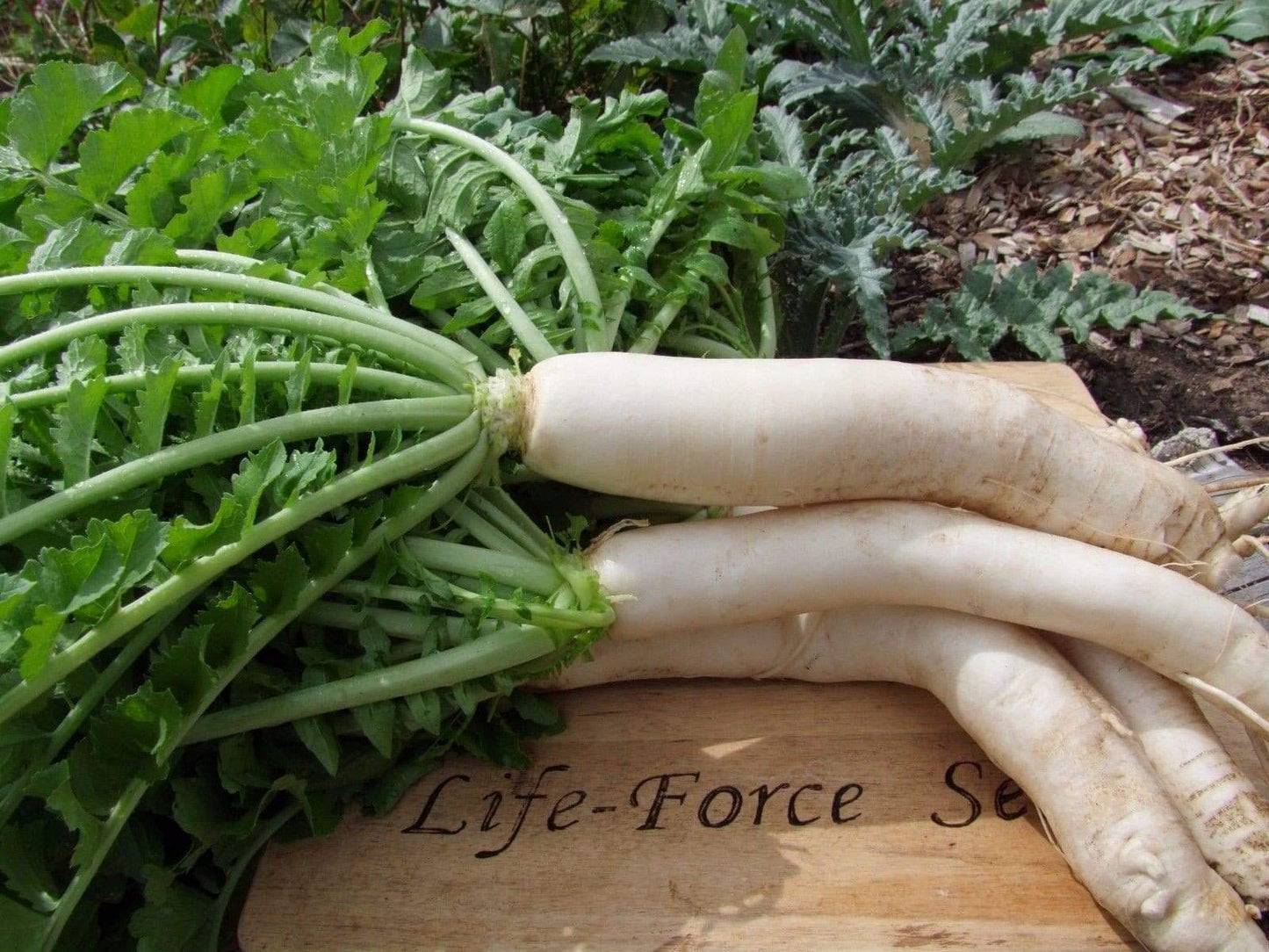 Radish Daikon Miyashige - LifeForce Seeds