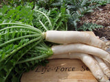 Radish Daikon Miyashige - LifeForce Seeds