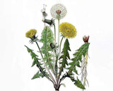 Dandelion 'common' - LifeForce Seeds