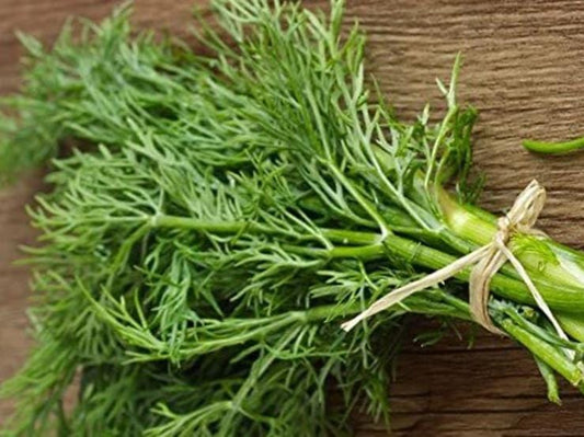 Dill, Long Island Mammoth - LifeForce Seeds