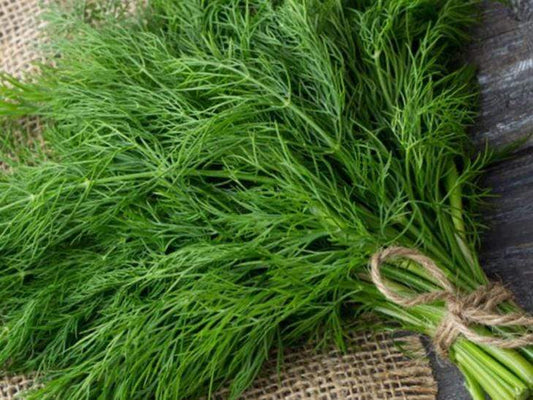 Dill, Superdukat - LifeForce Seeds