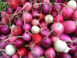 Radish, Easter Egg Mix - LifeForce Seeds