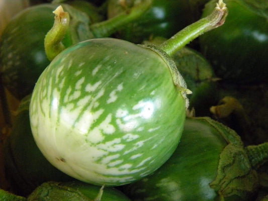 Eggplant, Thai Green Round - LifeForce Seeds