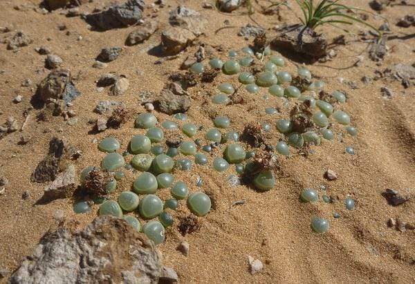 Fenestraria rhopalophylla ‘Baby Toes’ - LifeForce Seeds
