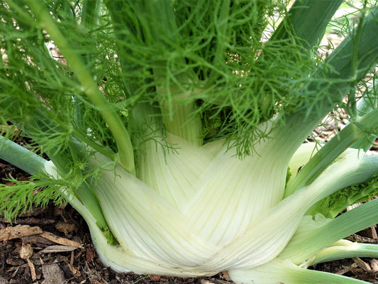 Fennel, Florence Romanesco - LifeForce Seeds
