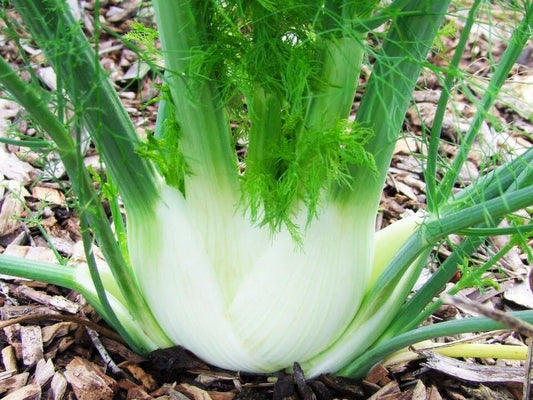Fennel, Florence Zefa- fino - LifeForce Seeds