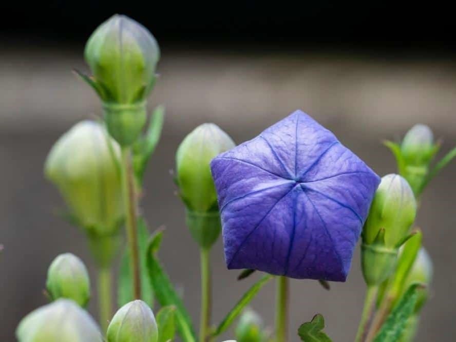 Balloon Flower Astra Blue - LifeForce Seeds