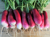 Radish, French Breakfast - LifeForce Seeds