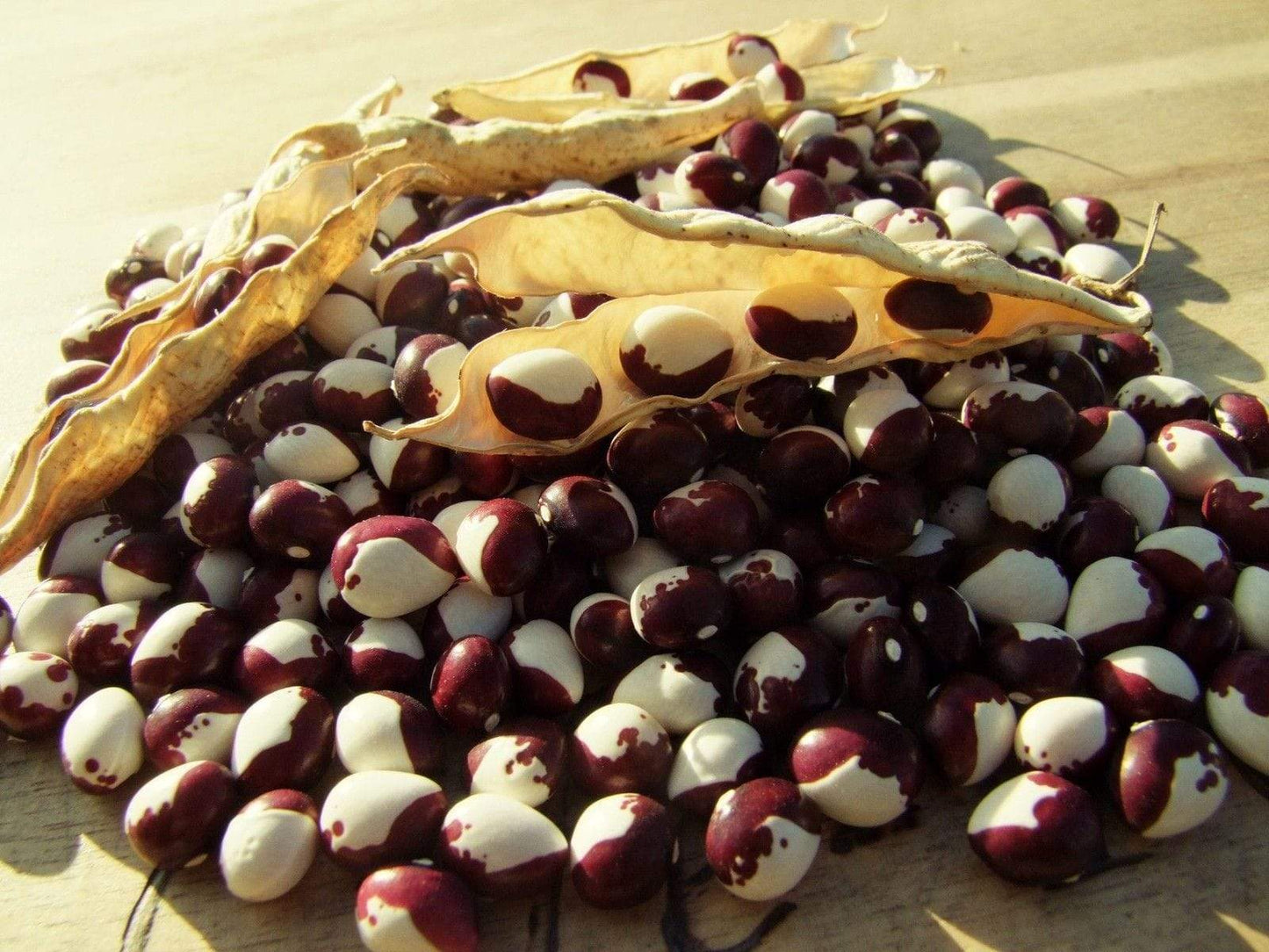 Bean Climbing Frost - LifeForce Seeds
