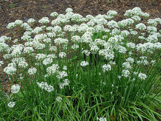 Chive Garlic - LifeForce Seeds