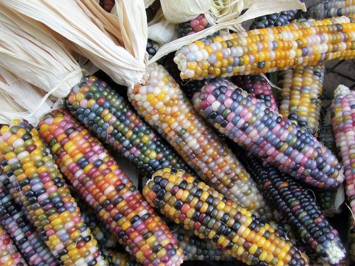 Corn Glass Gem - LifeForce Seeds