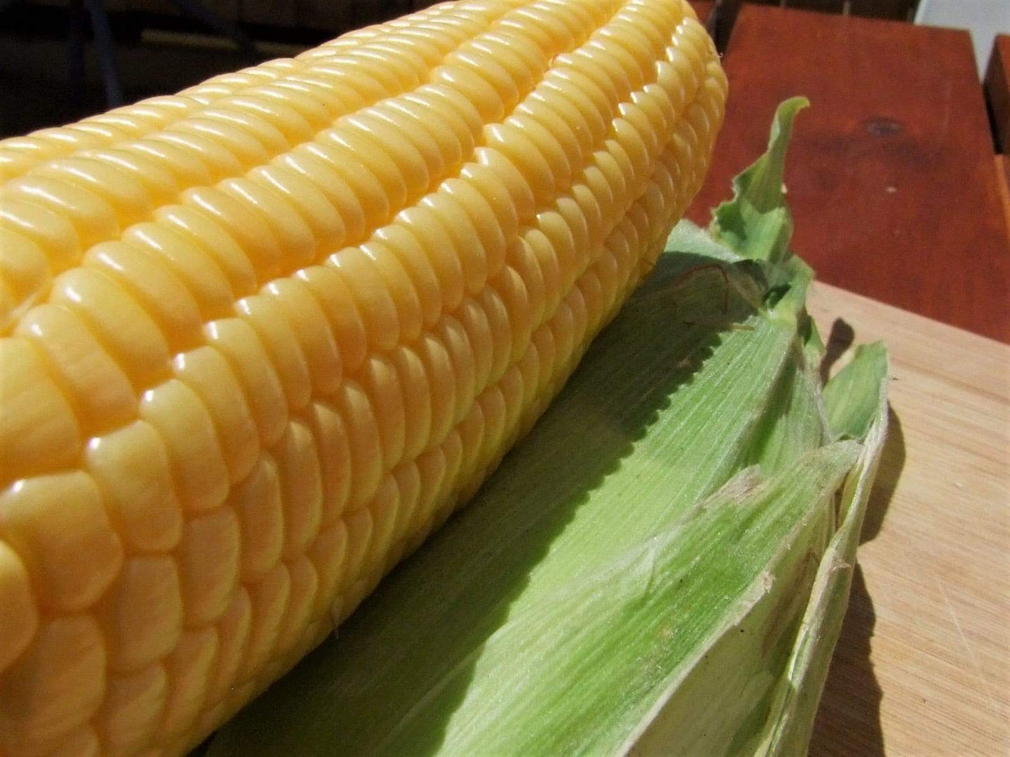 Sweet Corn Golden Bantam - LifeForce Seeds