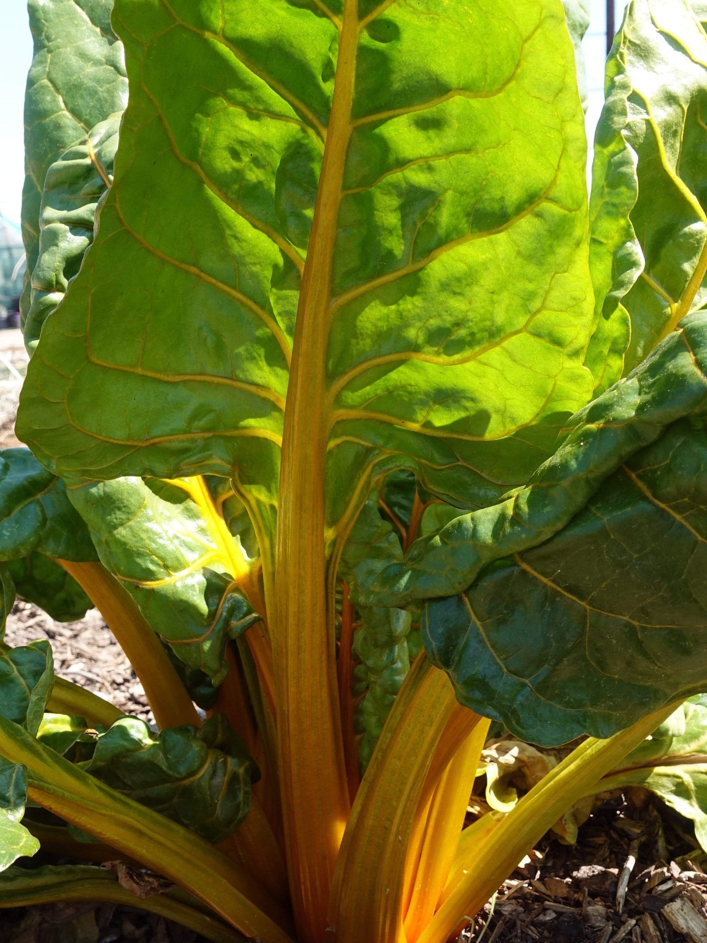 Silverbeet/ Swiss Chard Golden Sunrise - LifeForce Seeds