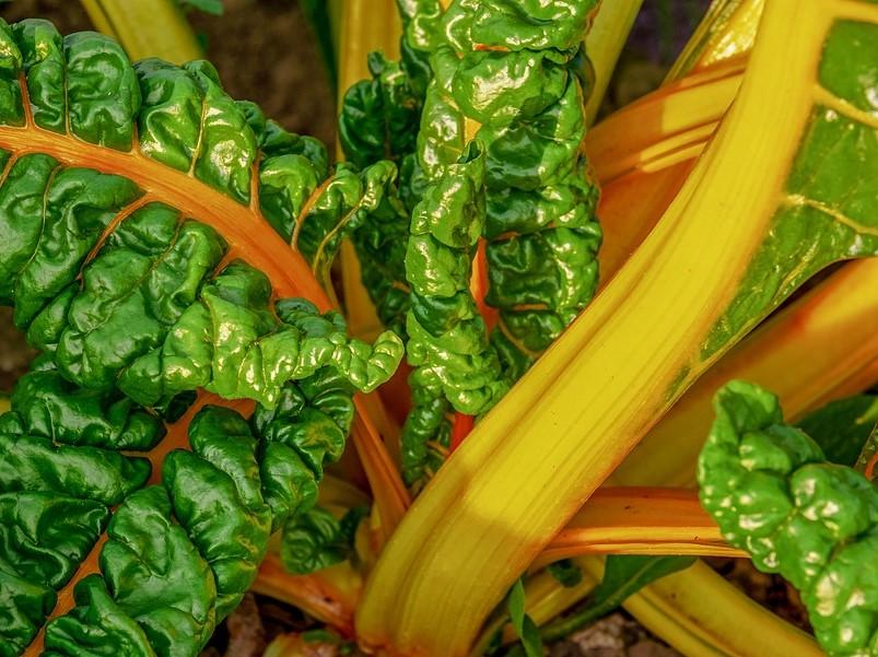Silverbeet/ Swiss Chard Golden Sunrise - LifeForce Seeds