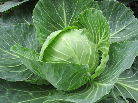 Cabbage Golden Acre - LifeForce Seeds