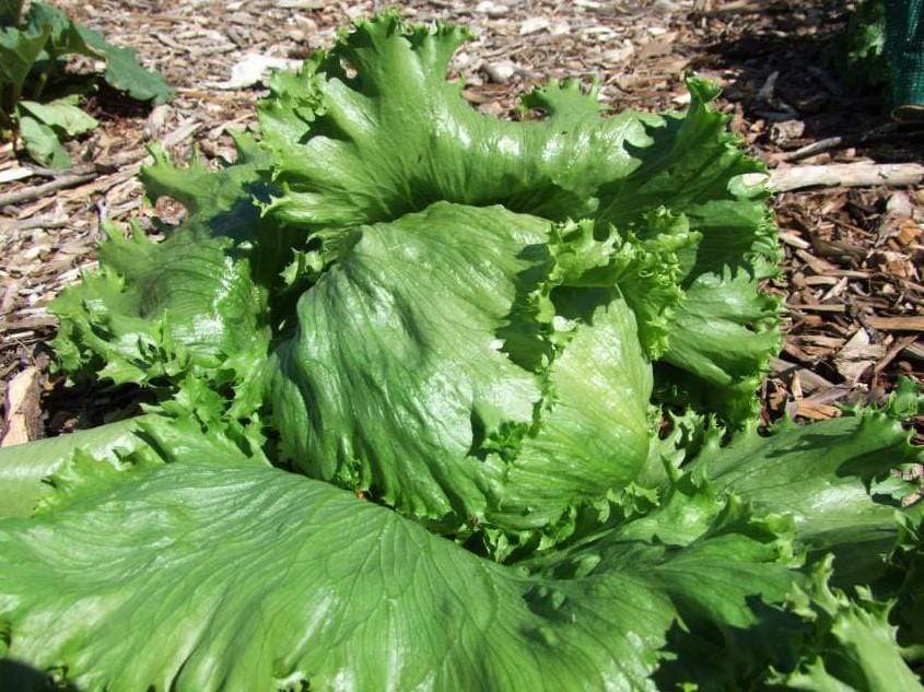 Lettuce Great Lakes - LifeForce Seeds