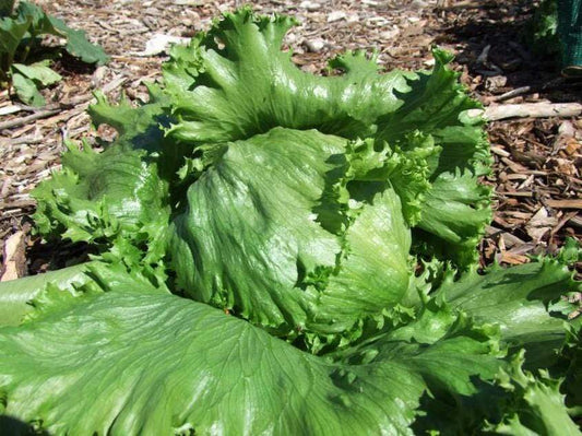 Lettuce Great Lakes - LifeForce Seeds