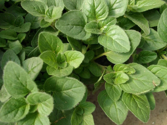 Oregano, Greek - LifeForce Seeds