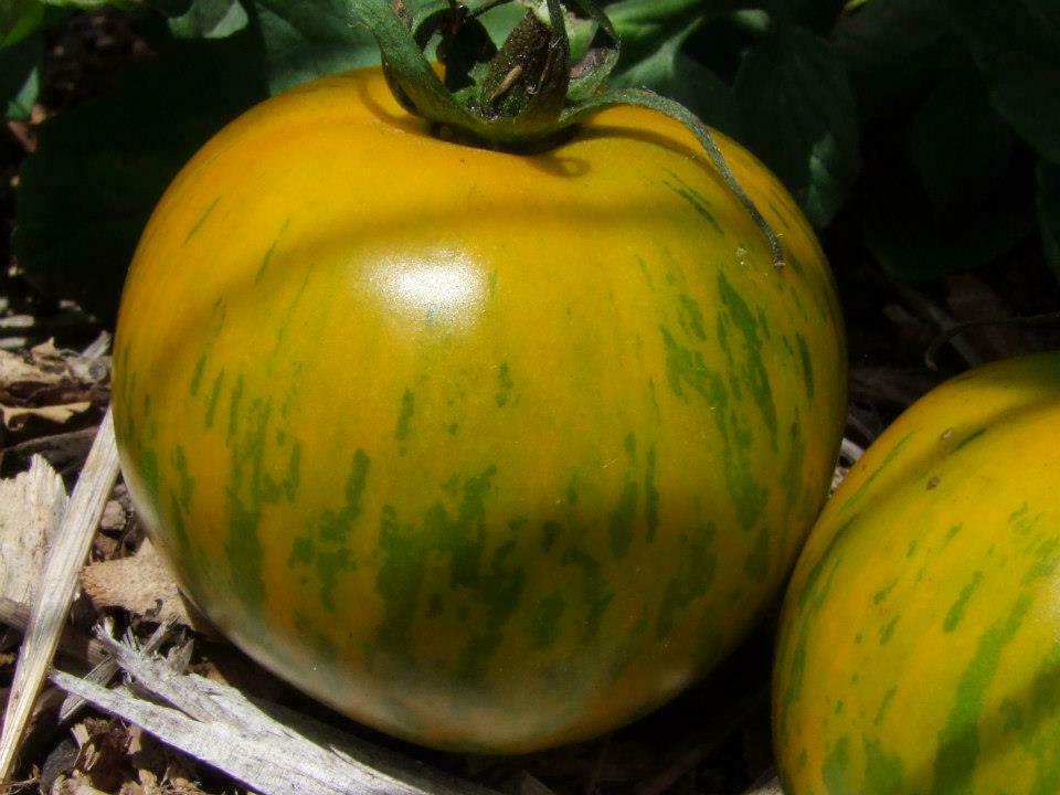 Tomato, Green Zebra - LifeForce Seeds