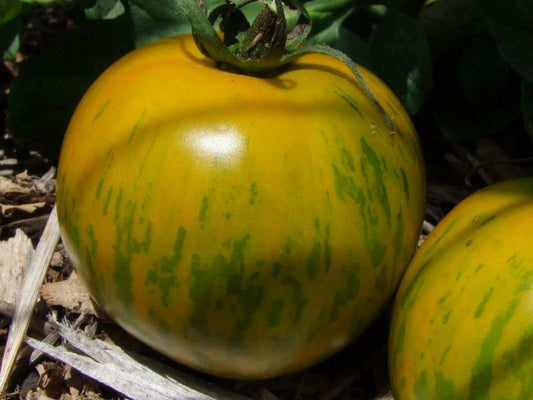 Tomato, Green Zebra - LifeForce Seeds
