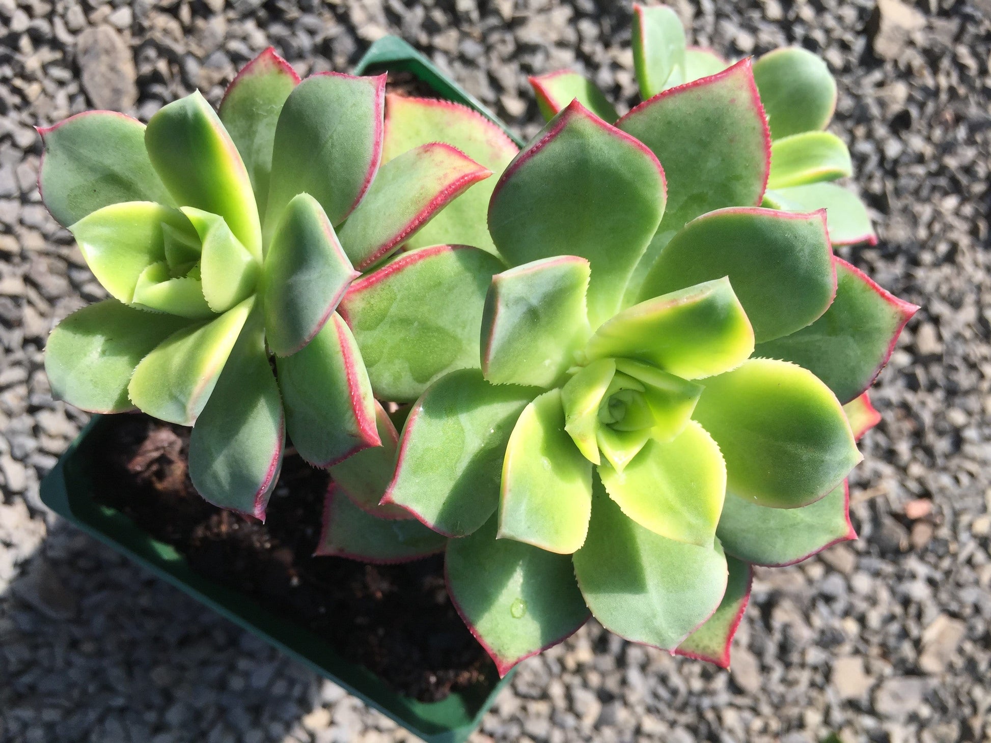 Aeonium haworthii tricolour- Kiwi - LifeForce Seeds