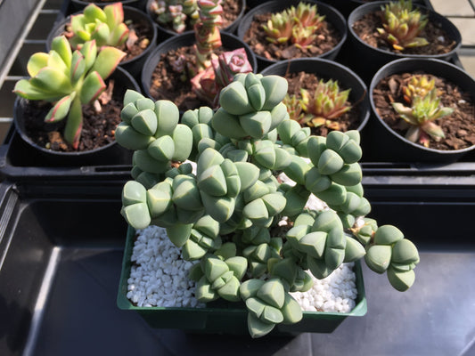 Corpuscularia lehmannii - LifeForce Seeds