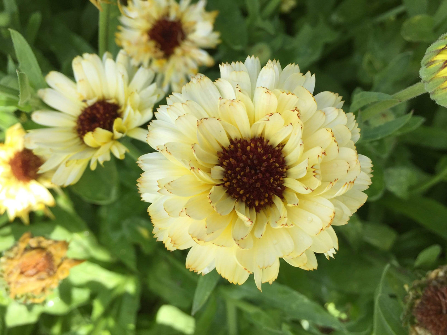 Calendula, Snow Princess - LifeForce Seeds