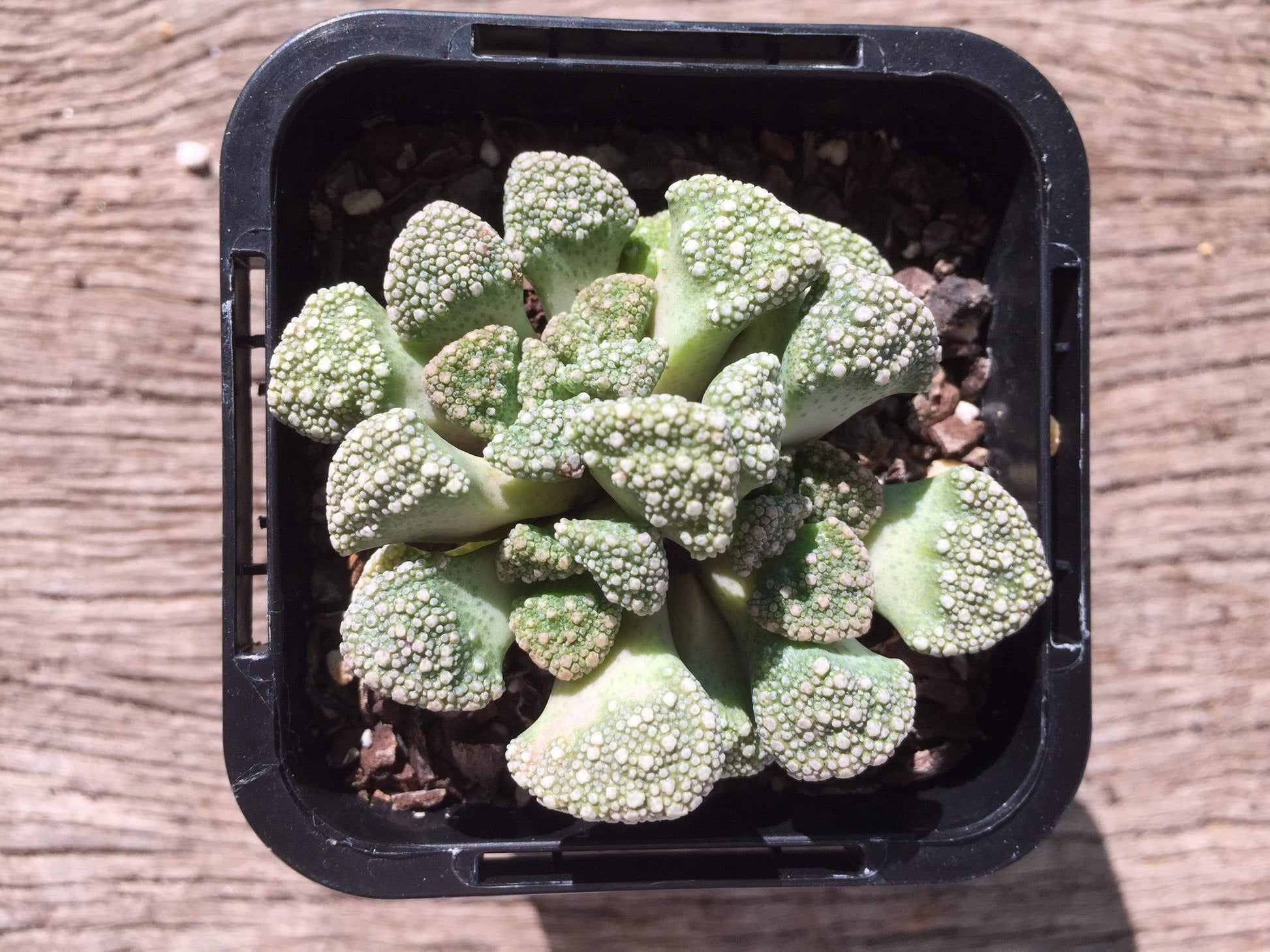 Titanopsis calcarean - LifeForce Seeds