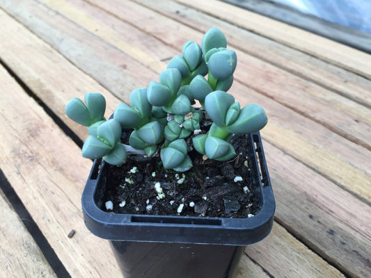Corpuscularia lehmannii - LifeForce Seeds