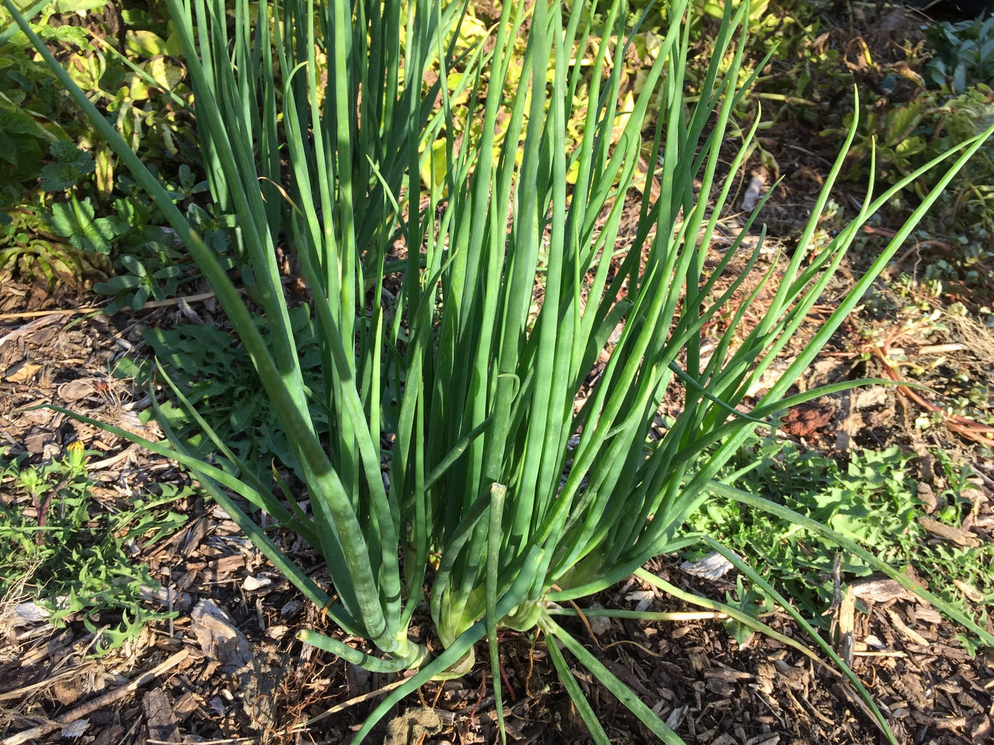 I`itoi onion bulbs - LifeForce Seeds