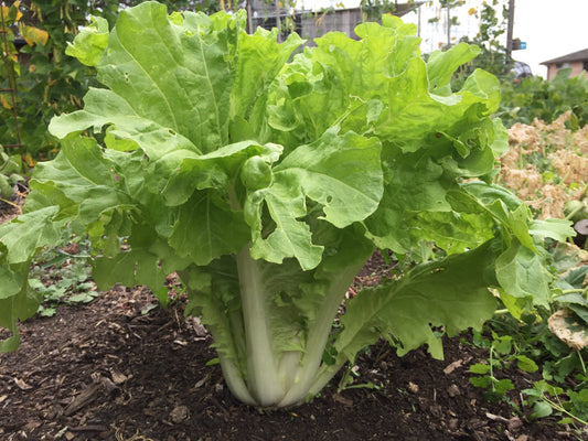Chinese Cabbage, Tokyo Bekana - LifeForce Seeds