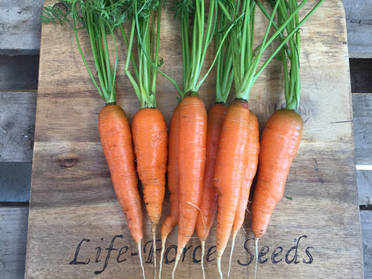 Carrot, All Seasons - LifeForce Seeds