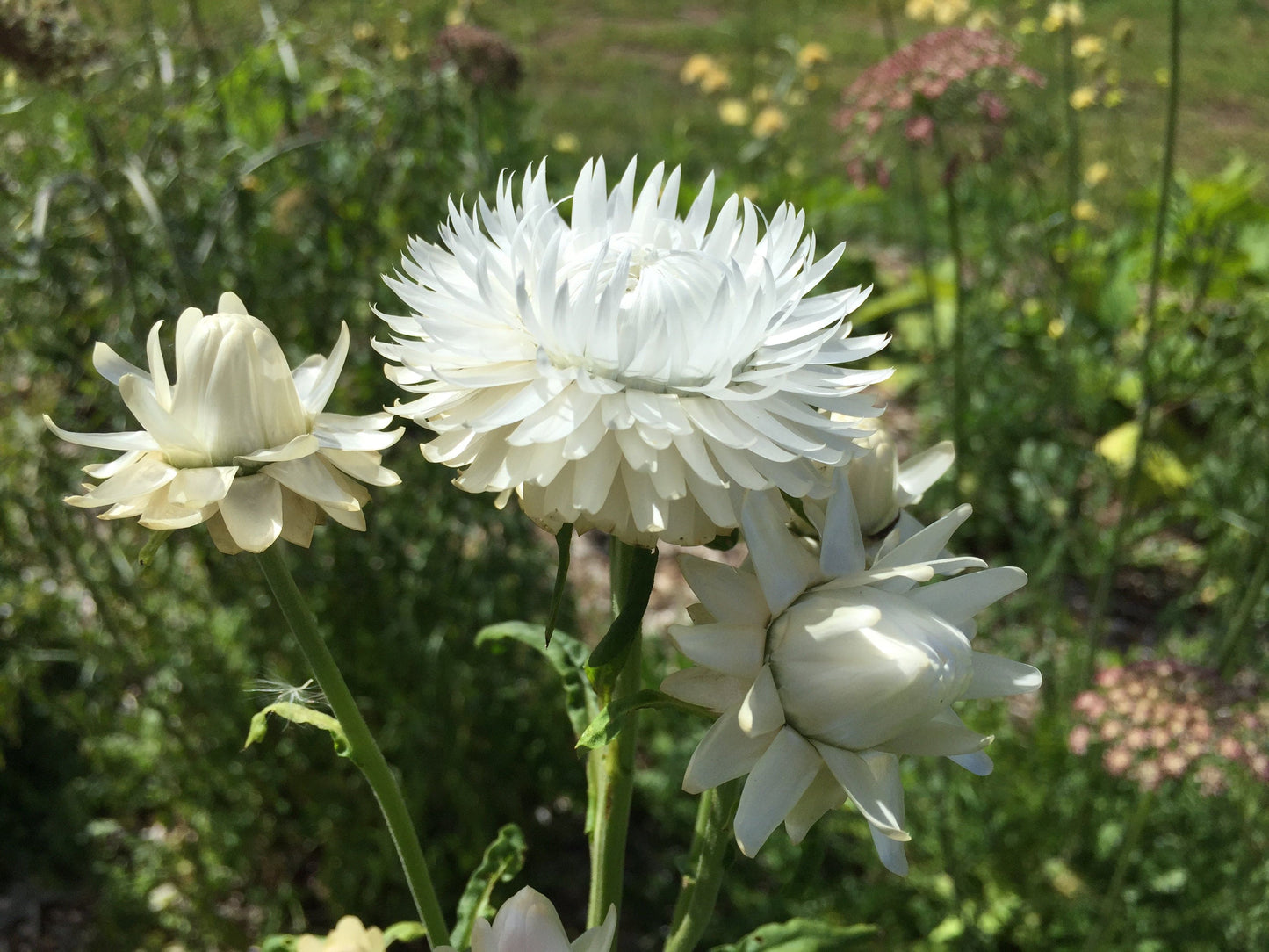 Strawflower, White - LifeForce Seeds