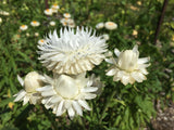Strawflower, White - LifeForce Seeds