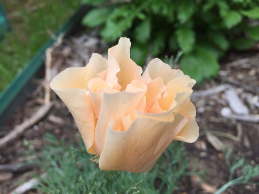 California poppy Pink Champaign - LifeForce Seeds