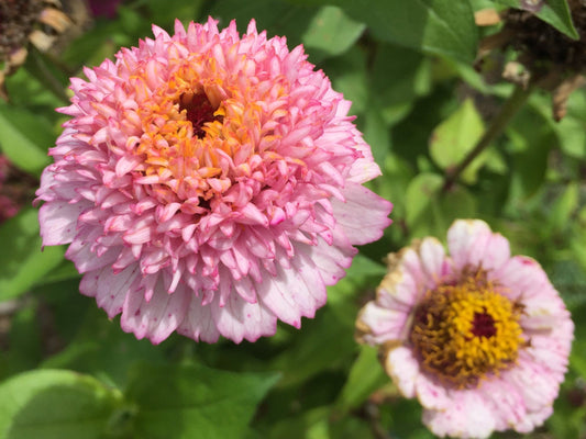 Zinnia, Zinderella Lilac - LifeForce Seeds