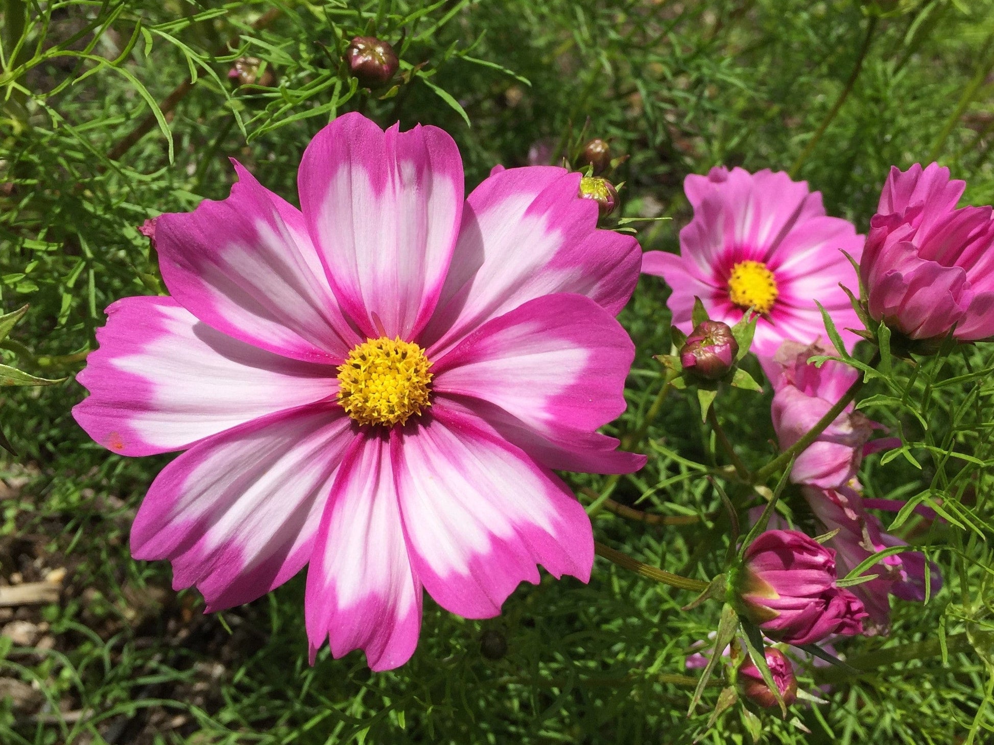 Cosmos, Capriola - LifeForce Seeds