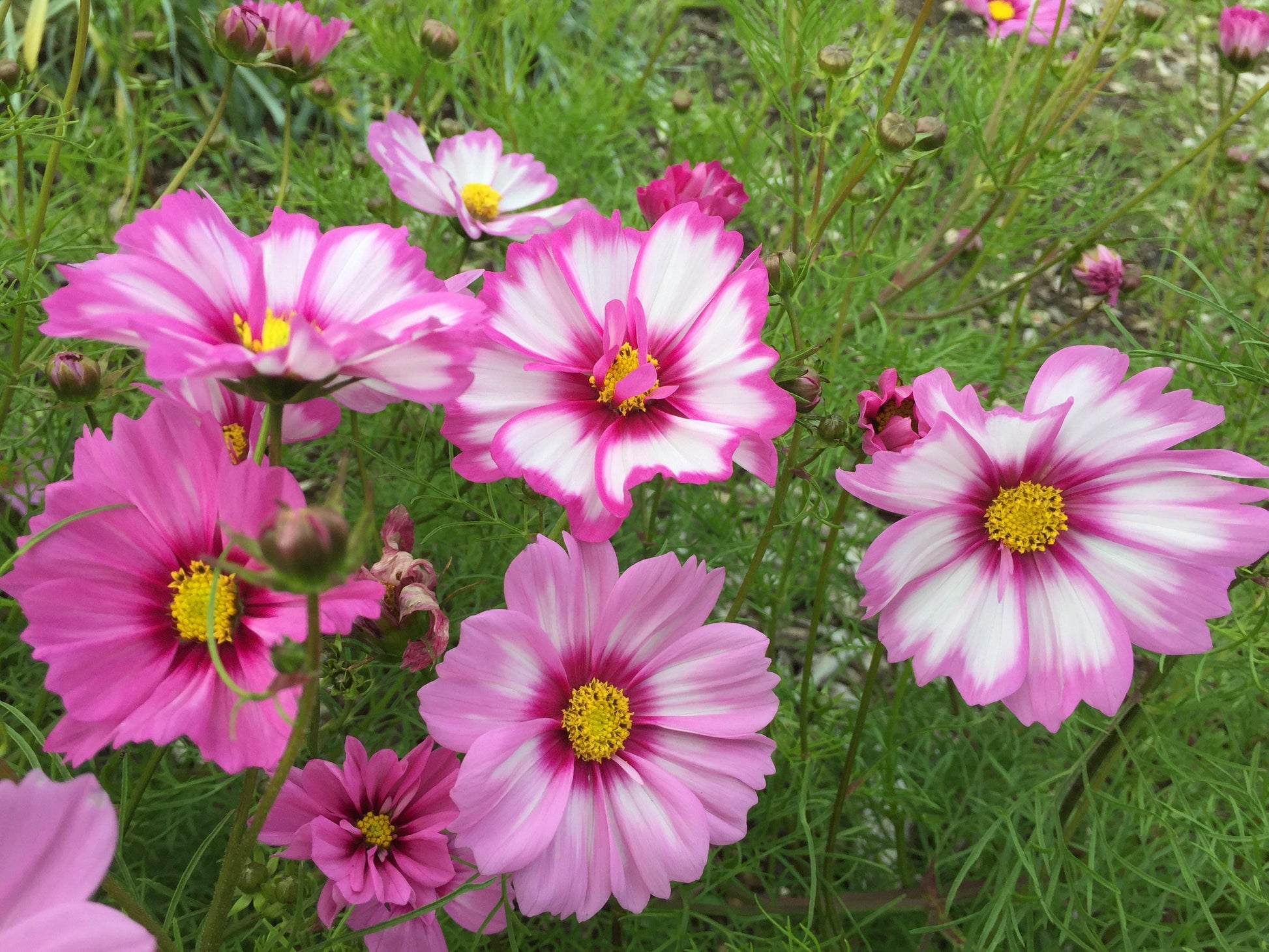 Cosmos, Capriola - LifeForce Seeds