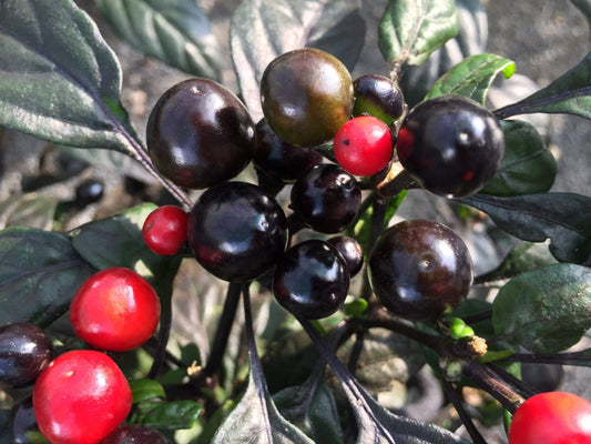 Chilli, Black Pearl - LifeForce Seeds