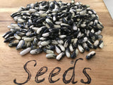 Bean Bush, Magpie - LifeForce Seeds