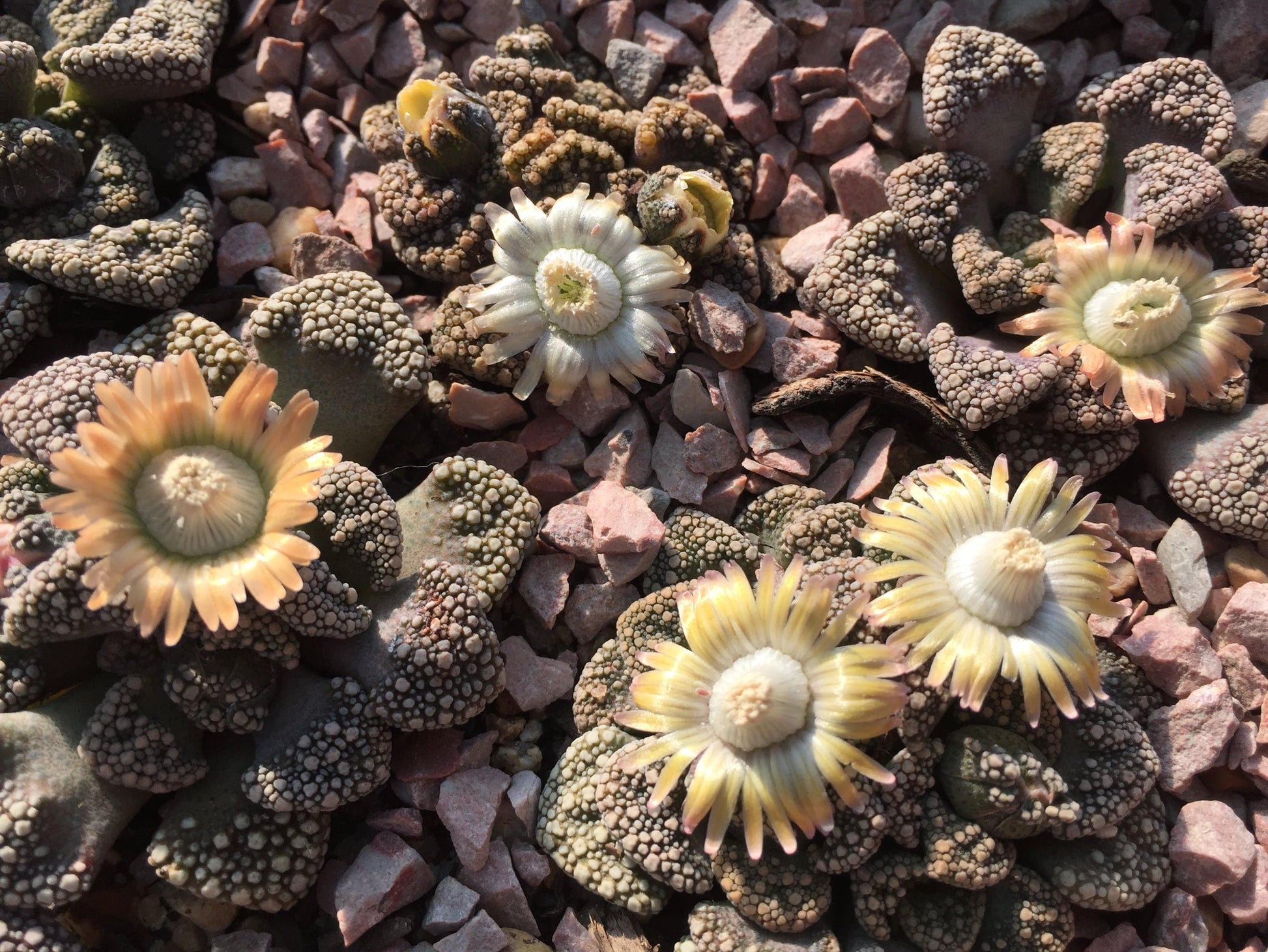 Titanopsis calcarean - LifeForce Seeds
