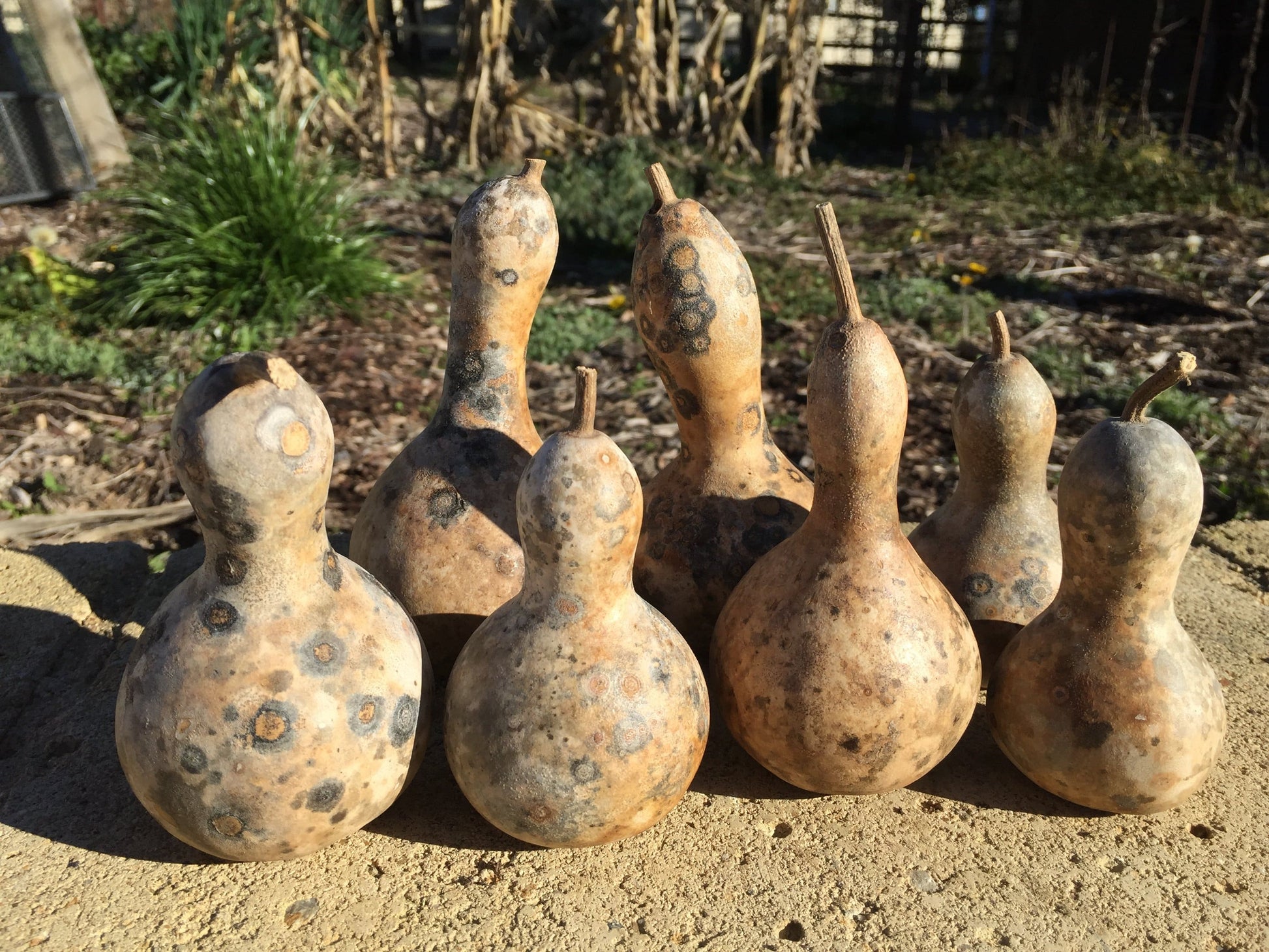 Gourd, Mini Bottle - LifeForce Seeds