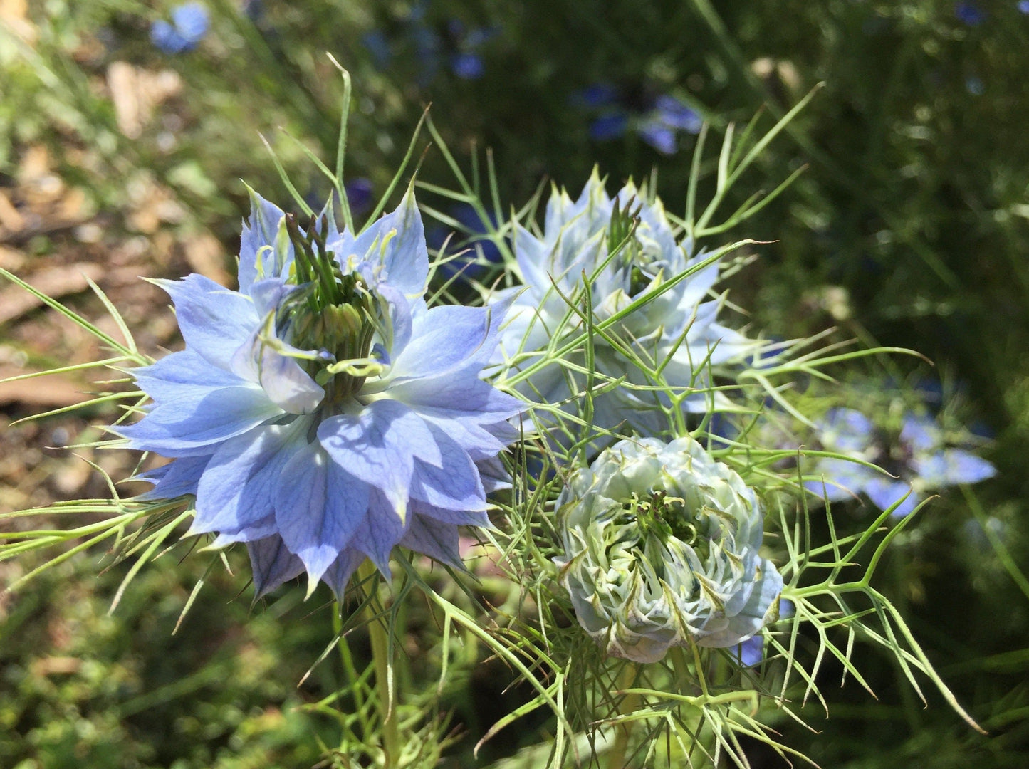 Nigella damascene, Miss Jackll - LifeForce Seeds