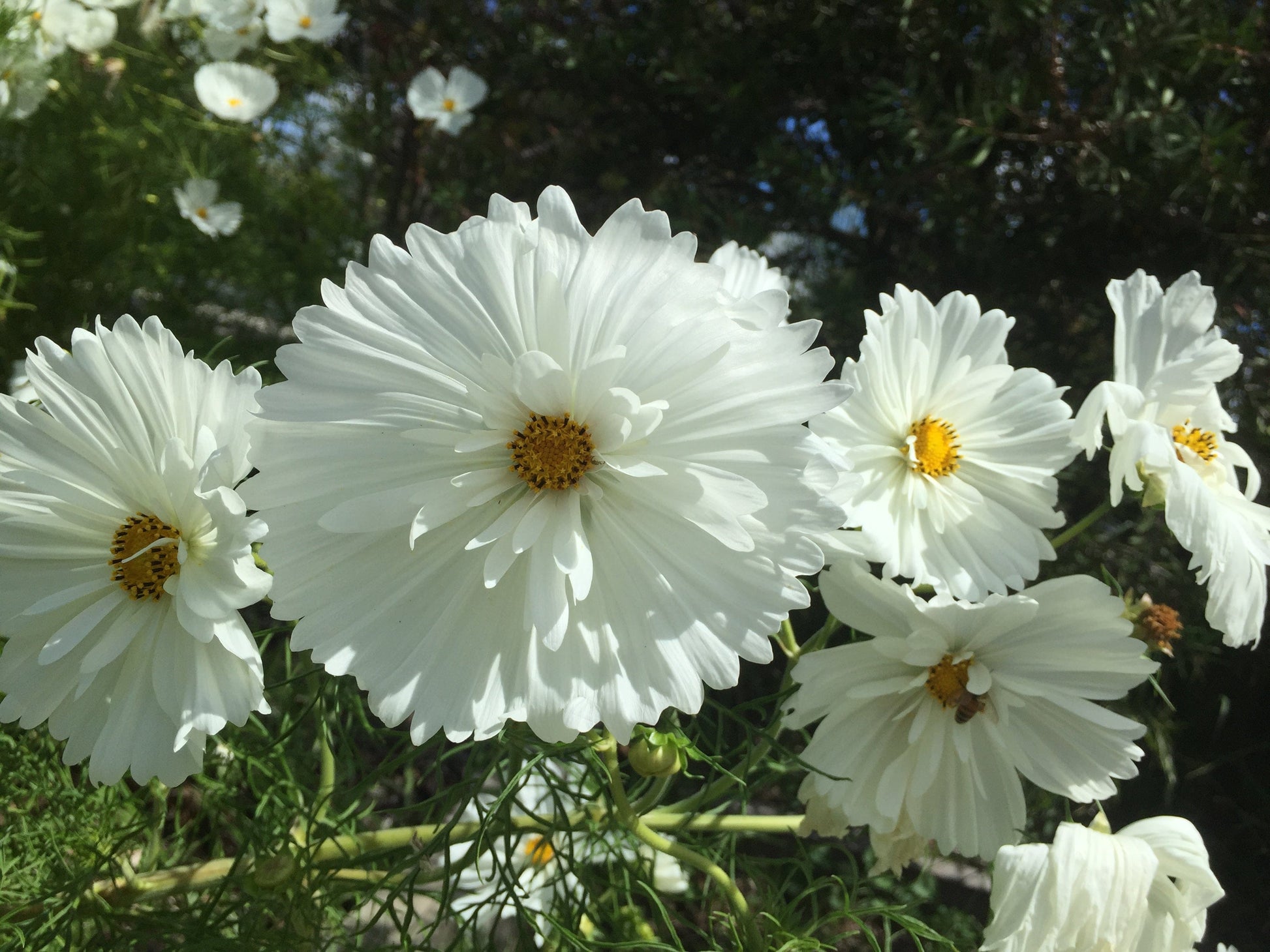 Cosmos Cupcakes White - LifeForce Seeds