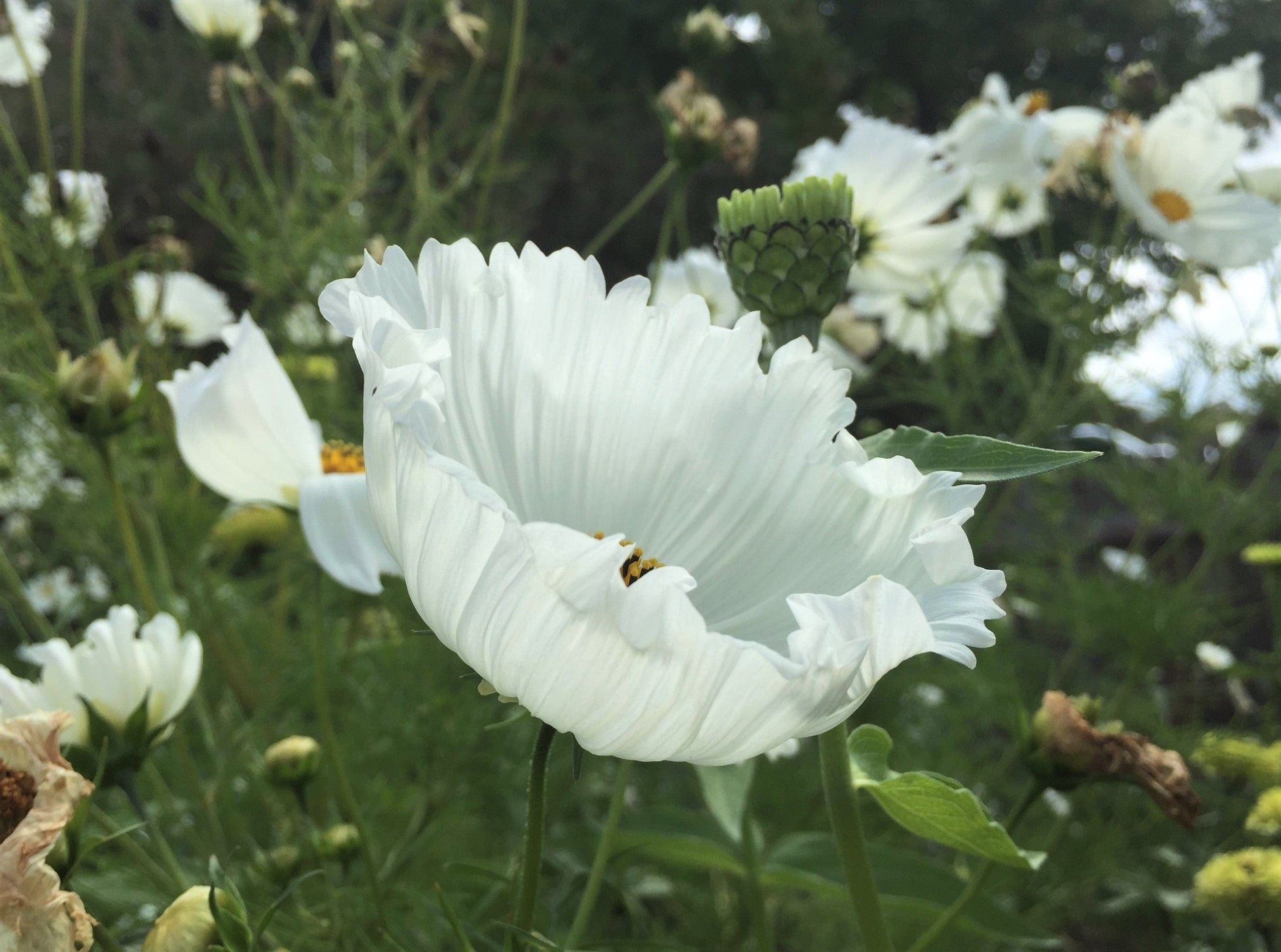 Cosmos Cupcakes White - LifeForce Seeds