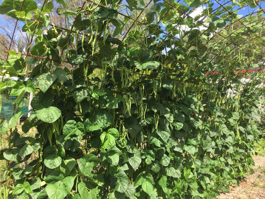 Bean Climbing Blue Lake - LifeForce Seeds