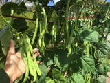 Bean Climbing Blue Lake - LifeForce Seeds