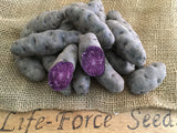 SEED POTATO PURPLE CONGO (500g tubers) - LifeForce Seeds